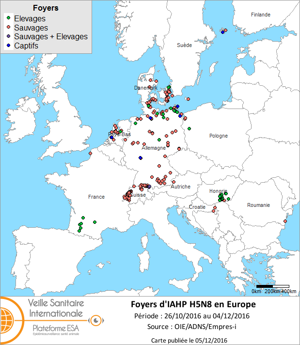 Figure 1 : Carte des foyers et cas d’IAHP H5N8 déclarés dans l’Union européenne entre le 26 octobre 2016 et le 04 décembre 2016 à minuit (Source OIE/FAO/ADNS). La Commission européenne et la FAO appellent les différents Etats membres au renforcement de la vigilance dans l'avifaune et chez les oiseaux domestiques.