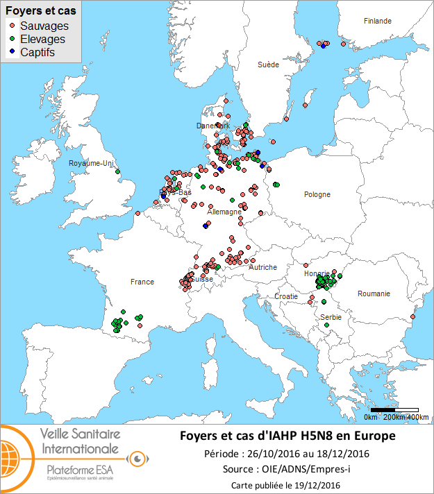 Figure 1 : Carte des foyers et cas d’IAHP H5N8 déclarés dans l’Union européenne entre le 26 octobre 2016 et le 18 décembre 2016 inclus (sources : OIE/FAO/ADNS/DGAL).
