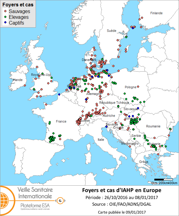 Figure 1 : Carte des foyers et cas d’IAHP déclarés dans l’Union européenne entre le 26 octobre 2016 et le 8 janvier 2017 inclus (sources : OIE/FAO/ADNS/DGAL).