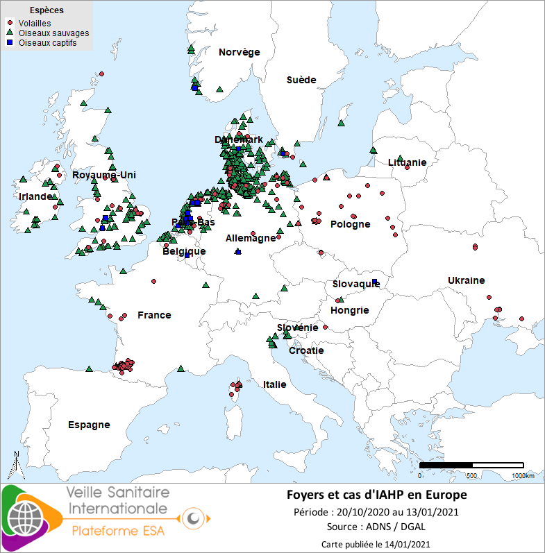 Localisation des cas sauvages et foyers domestiques /captifs d’IAHP H5Nx en Europe confirmés entre le 20/10 et le 13/01/2021 inclus