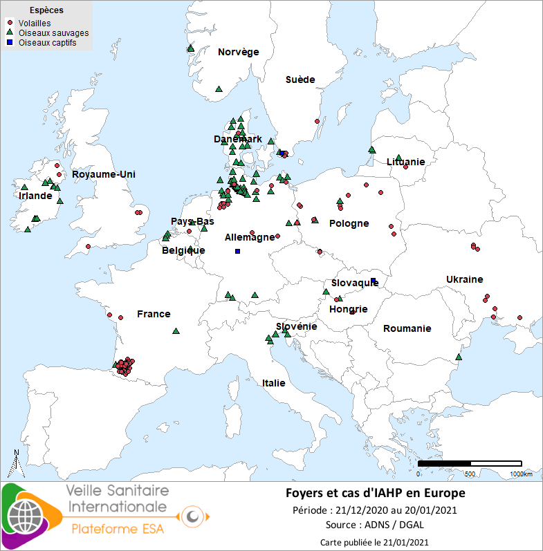 Localisation des cas sauvages et foyers domestiques /captifs d’IAHP H5Nx en Europe confirmés entre le 21/12/2020 et le 20/01/2021 inclus