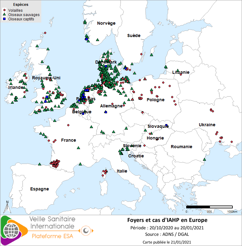 Localisation des cas sauvages et foyers domestiques /captifs d’IAHP H5Nx en Europe confirmés entre le 20/10 et le 20/01/2021 inclus