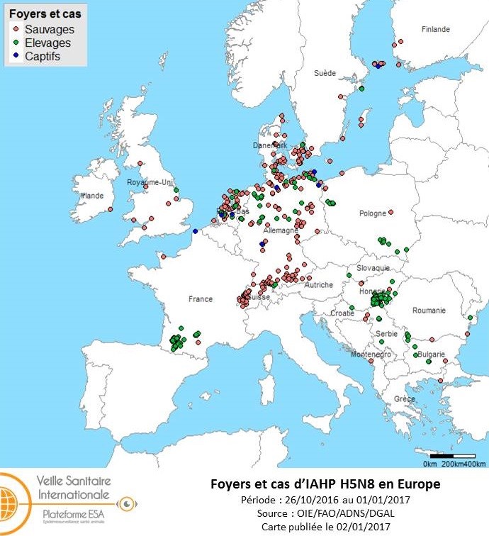 Figure 1 : Carte des foyers et cas d’IAHP H5N8 déclarés dans l’Union européenne entre le 26 octobre 2016 et le 1er janvier 2017 inclus (sources : OIE/FAO/ADNS/DGAL/Commission européenne). La Commission européenne et la FAO appellent les différents Etats membres au renforcement de la vigilance dans l'avifaune et chez les oiseaux domestiques.