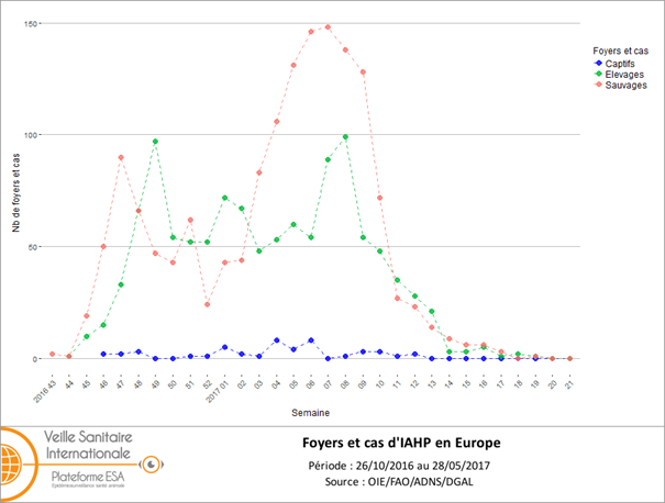 Figure 1 : Nombre de foyers et de cas d'IAHP H5 de lignée asiatique A/goose/Guangdong/1/1996 clade 2.3.4.4 en Europe (UE et Suisse) par semaine du 26 octobre 2016 au 28 mai 2017 (inclus) (source: ADNS/OIE/DGAL)