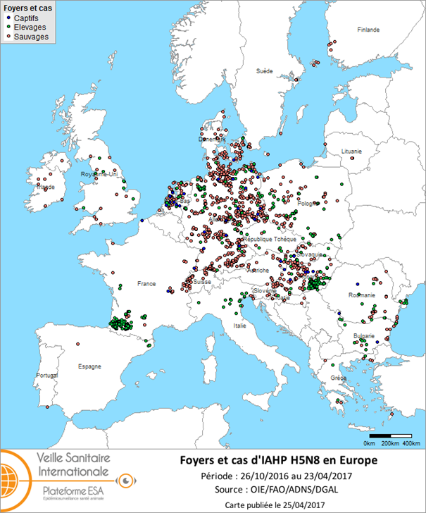 Figure 3 : Carte des foyers et de cas d’IAHP H5N8 déclarés dans l’UE et en Suisse entre le 26 octobre 2016 et le 23 avril 2017 inclus (sources : OIE/ADNS/DGAL).