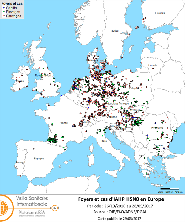 Figure 3 : Carte des foyers et de cas d’IAHP H5N8 déclarés dans l’UE et en Suisse entre le 26 octobre 2016 et le 28 mai 2017 inclus (sources : OIE/ADNS/DGAL).