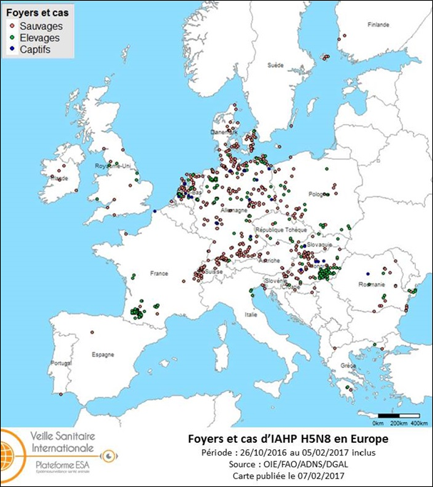 Figure 3 : Carte des foyers et de cas d’IAHP H5N8 déclarés dans l’UE et en Suisse entre le 26 octobre 2016 et le 5 février 2017 inclus (sources : OIE/ADNS/DGAL).