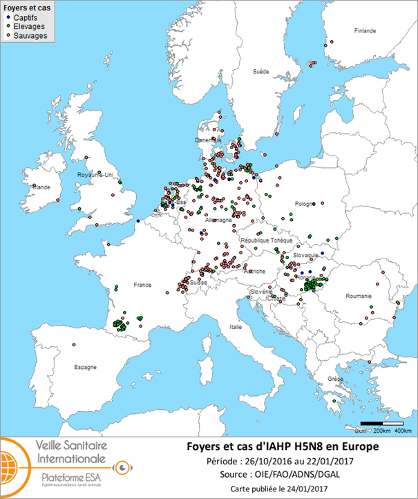 Figure 3 : Carte des foyers et de cas d’IAHP H5N8 déclarés dans l’Union européenne et en Suisse entre le 26 octobre 2016 et le 22 janvier 2017 inclus (sources : OIE/ADNS/DGAL).