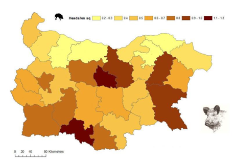 Figure 4. Carte de densité des populations de sangliers sauvages en Bulgarie 
