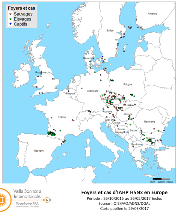 Figure 6 : Carte des foyers et de cas d’IAHP H5Nx déclarés dans l’UE entre le 26 octobre 2016 et le 26 mars 2017 inclus (sources : OIE/ADNS/DGAL).