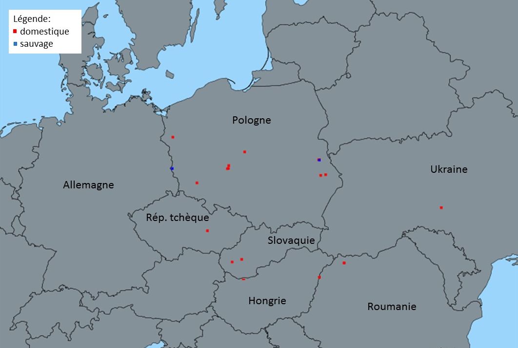 Foyers domestiques (points rouges) et cas faune sauvage (points bleus) d’IAHP H5 confirmés en Allemagne (n=1), en Ukraine (n=1), en République Tchèque (n=1), en Hongrie (n=4), en Roumanie (n=2), en Slovaquie (n=2) et en Pologne (n=14) du 31/12/2019 au 20/01/2020