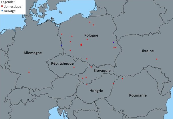 Foyers domestiques (points rouges) et cas faune sauvage (points bleus) d’IAHP H5 confirmés en Europe du 01/12/2019 au 10/02/2020