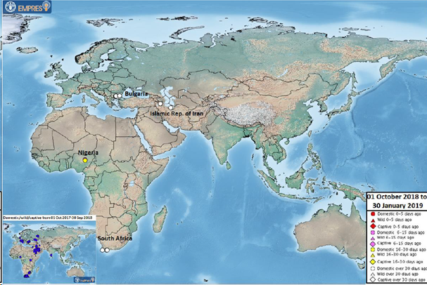 Foyers et cas d'IAHP H5N8 signalés en Asie, en Europe et en Afrique par date d'observation (la grande carte montre les déclarations faites du 1er octobre 2018 au 30 janvier 2019, et la petite carte en insert montre les déclarations faites du 1er octobre 2017 au 30 septembre 2018) (source : rapport FAO du 30 janvier 2019)