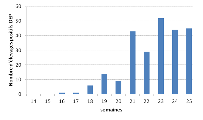Figure 1: incidence hebdomadaire du nombre d’élevages confirmés DEP positif aux Etats-Unis depuis le mois d’avril 2013