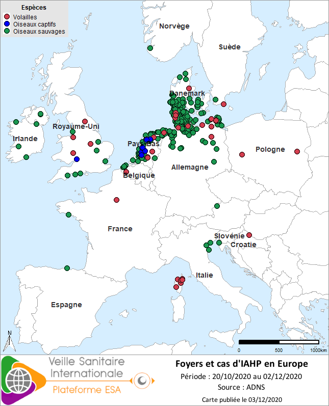 veille sanitaire influenza aviaire hautement pathogène en Europe 3 décembre 2020
