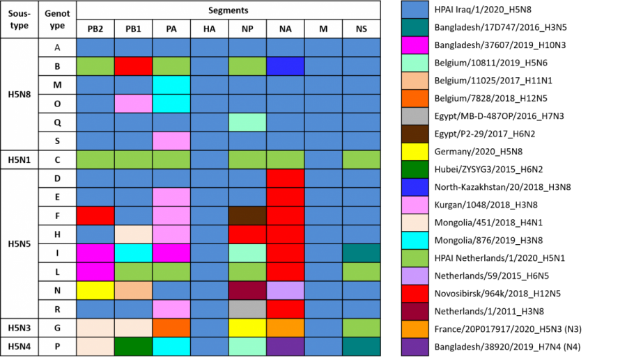 Représentation schématique des génotypes des virus IAHP H5 identifiés en Eurasie depuis mai 2020