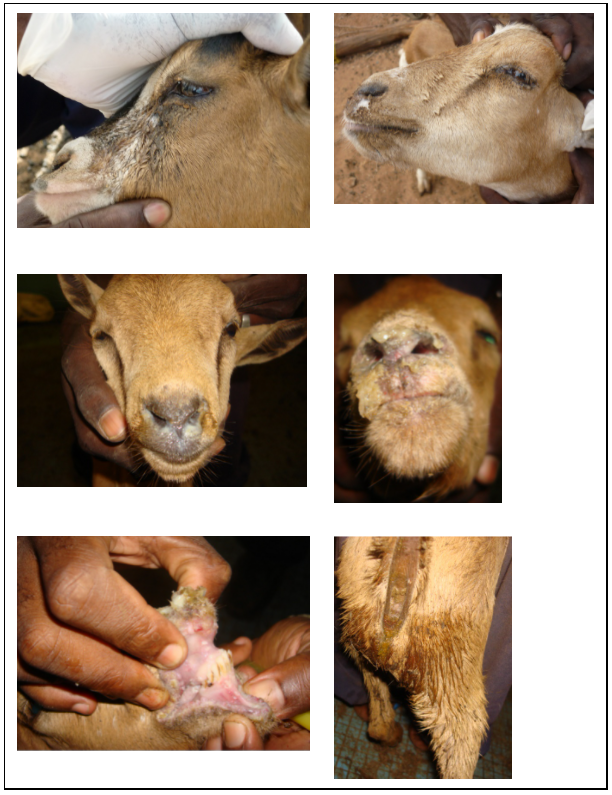 Figure. Signes cliniques de la peste des petits ruminants sur des animaux en Afrique