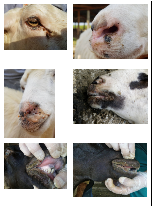 Figure. Signes cliniques de la peste des petits ruminants sur des animaux en Bulgarie (photos fournies par Alexander Tsviatko, Bulgarian Food Safety Agency)