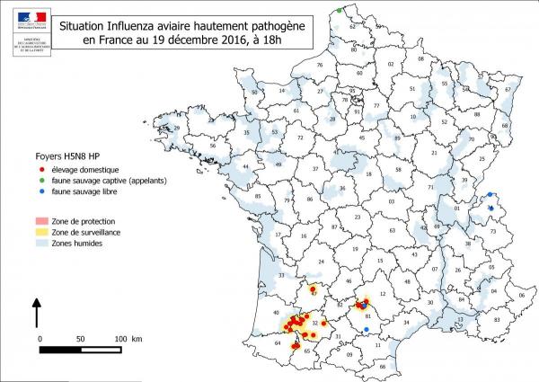 Figure 1 Carte des foyers H5N8 déclarés en France
