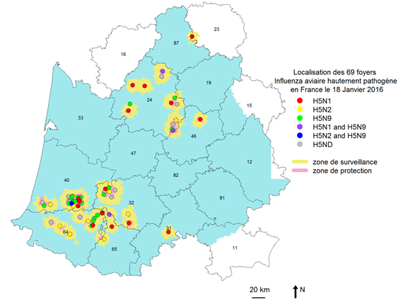 Figure 1 Répartition géographique des foyers confirmés d’influenza aviaire H5 HP par sous-type viral