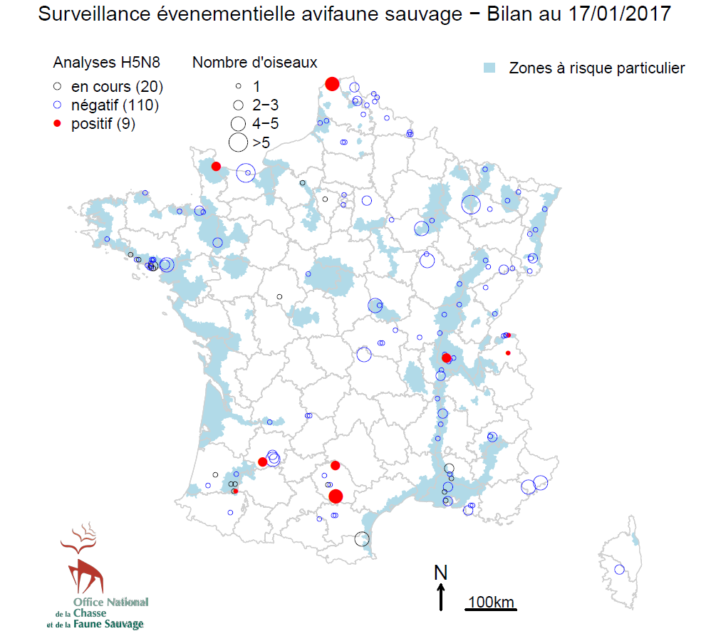 Figure 4 Localisation des oiseaux morts collectés par le réseau Sagir et des cas IAHP positifs