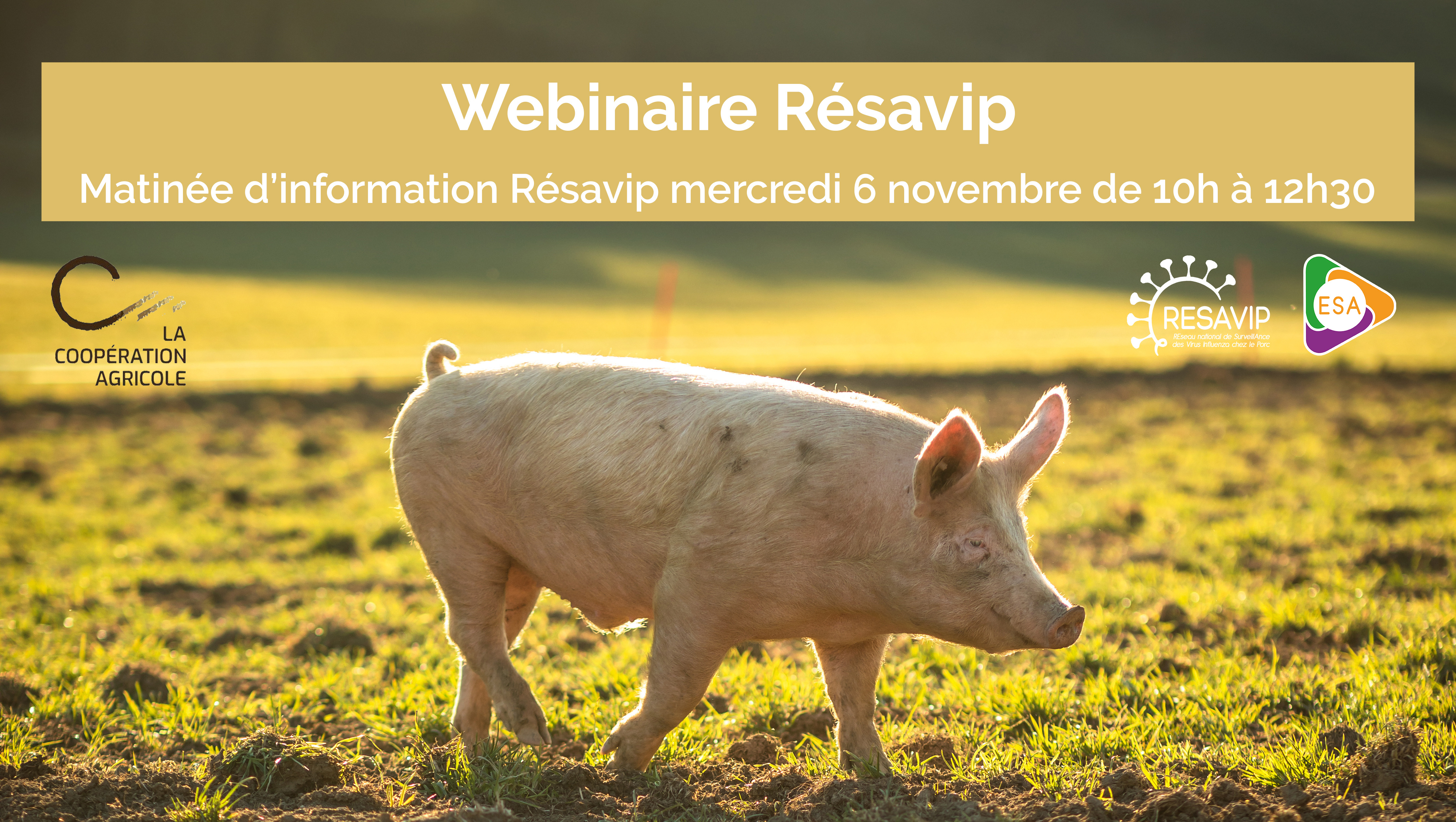 webinaire résavip