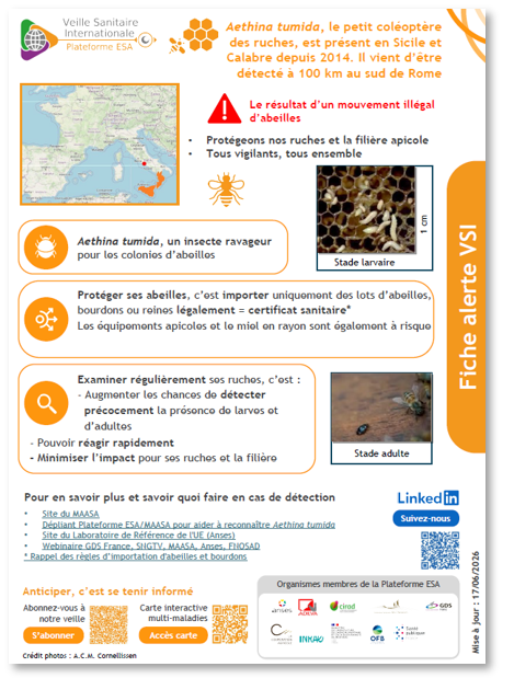 fiche_aethina_tumida