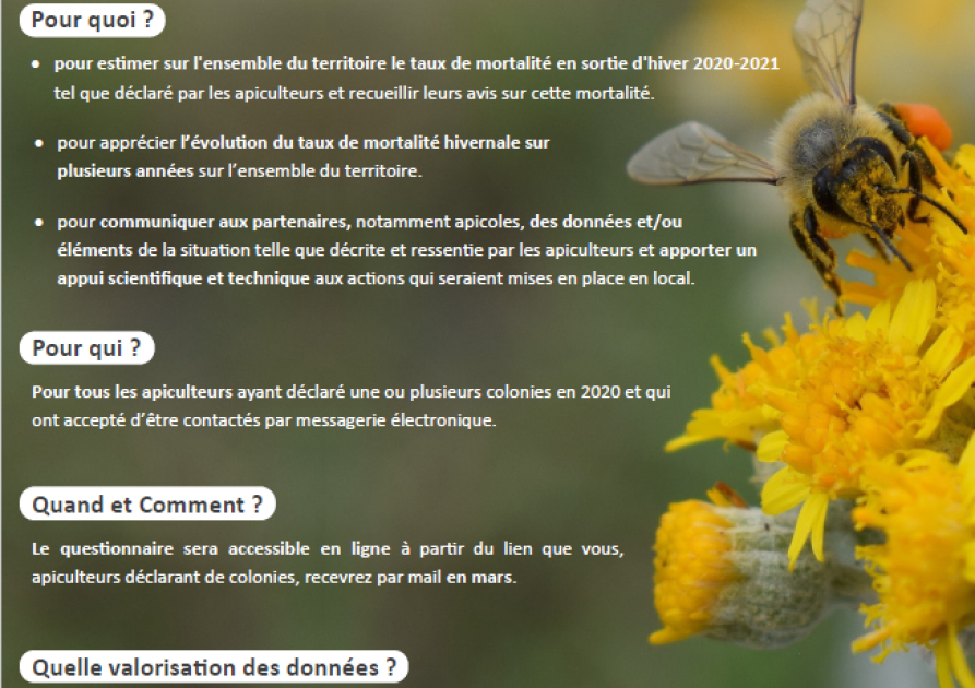 Mortalité des colonies d'abeilles durant l'hiver 2020 - 2021