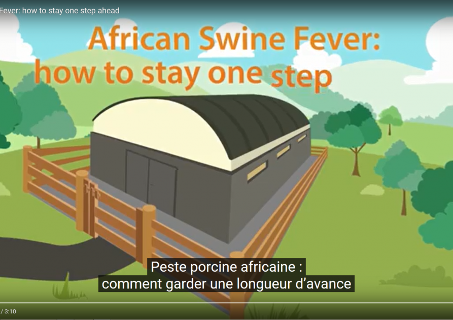 Peste porcine africaine - EFSA