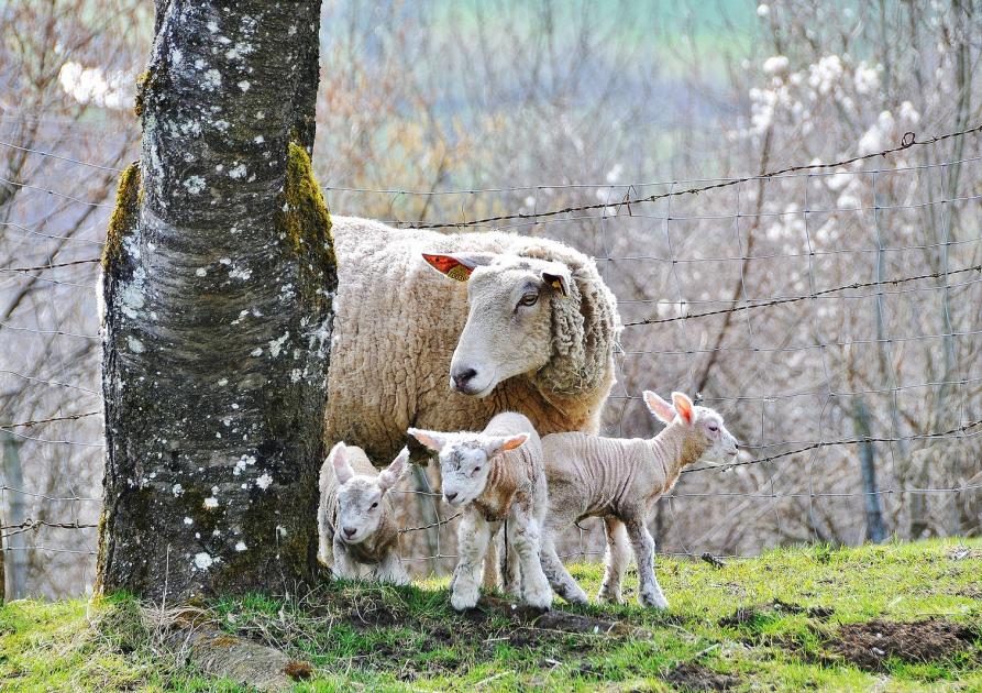 Retex Oscar - moutons et brebis