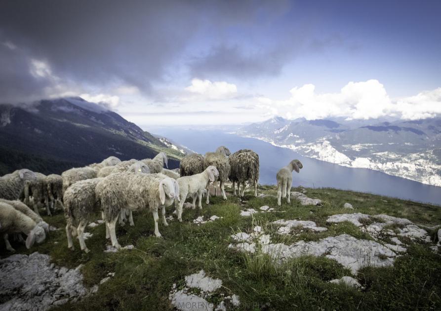 Moutons en montagne