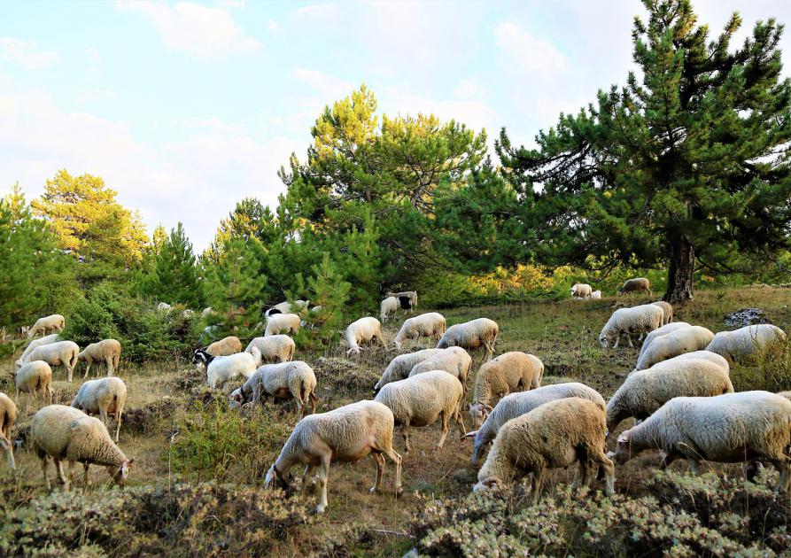 Troupeau de moutons à la montagne
