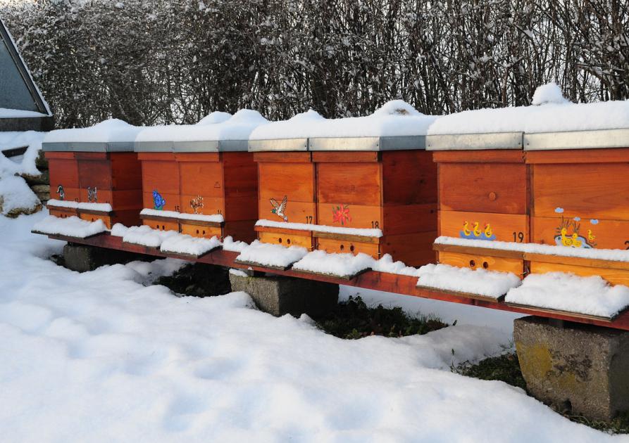 ruches en hiver