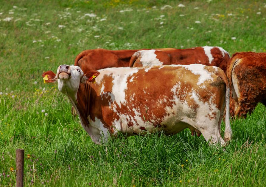 vache