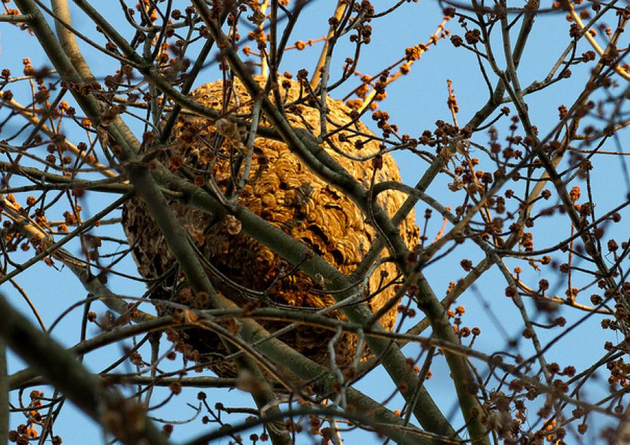 vespa velutina - Le frelon à pattes jaunes