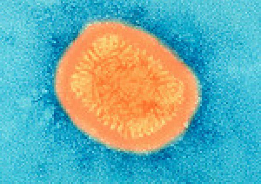 Pox virus