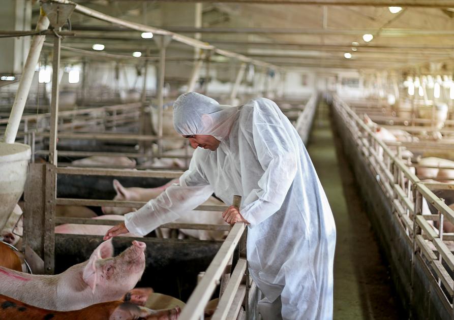 Protection individuelle des intervenants dans les élevages de porcs