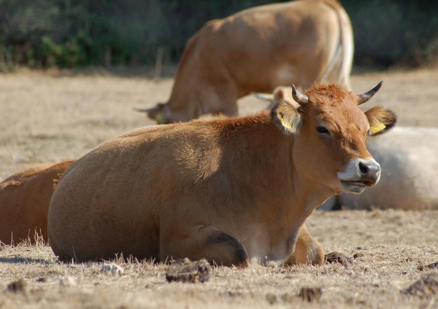 Vache Sardaigne