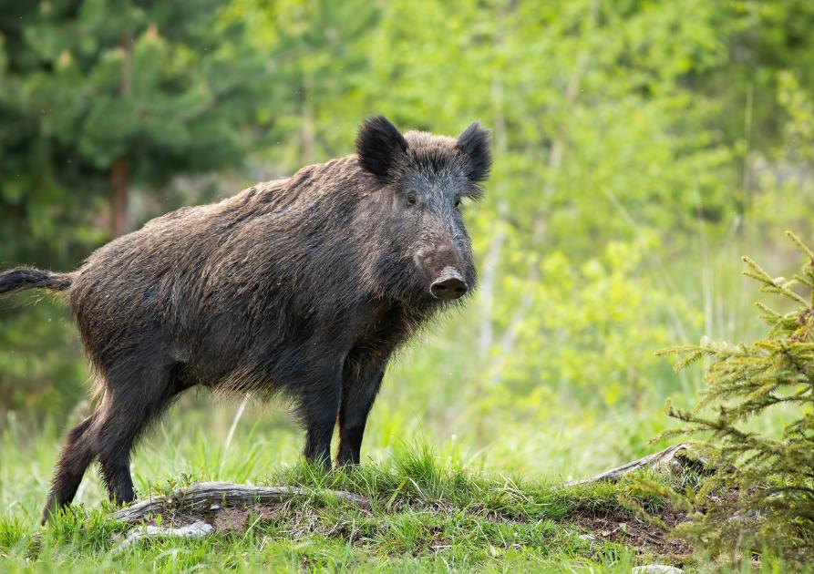 sanglier