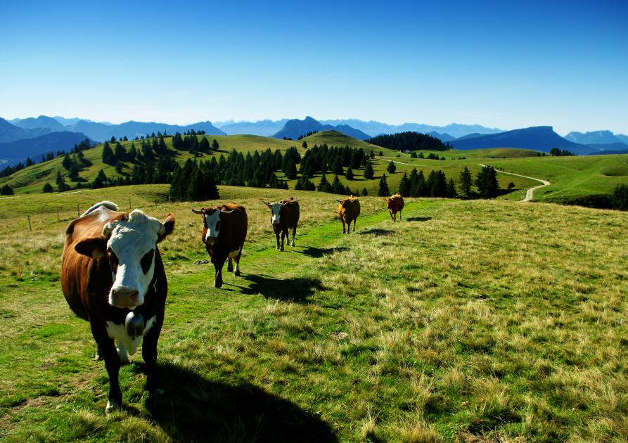 vaches