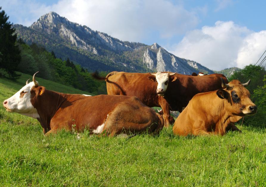 vache