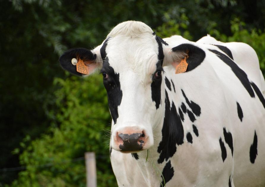 vache