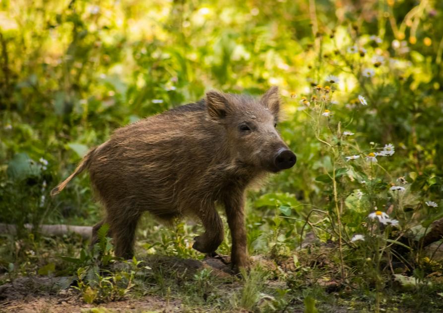 sanglier