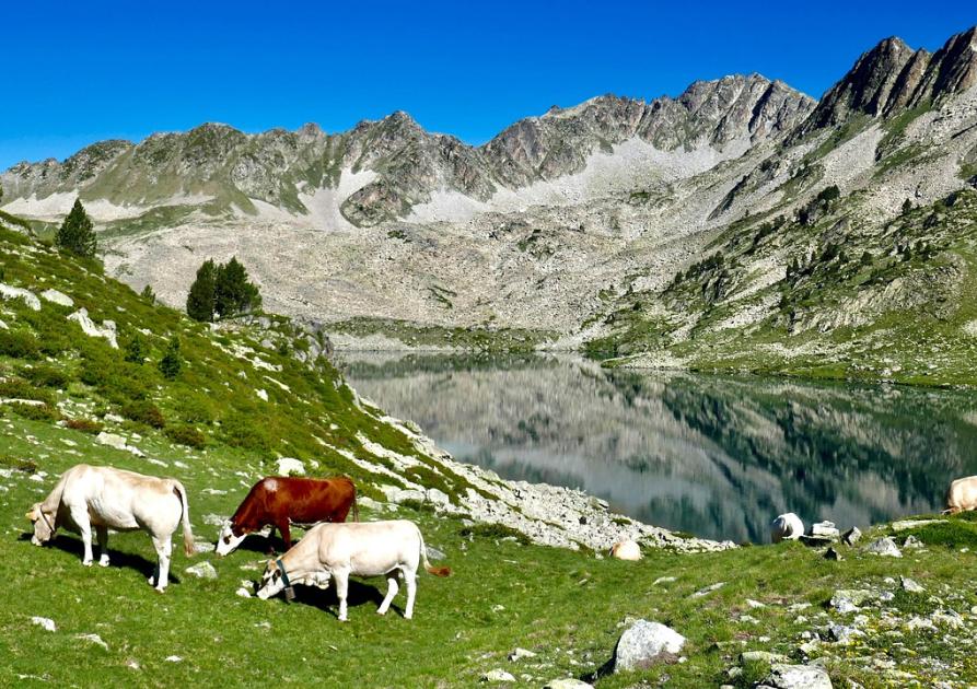 Vaches Pyrénées