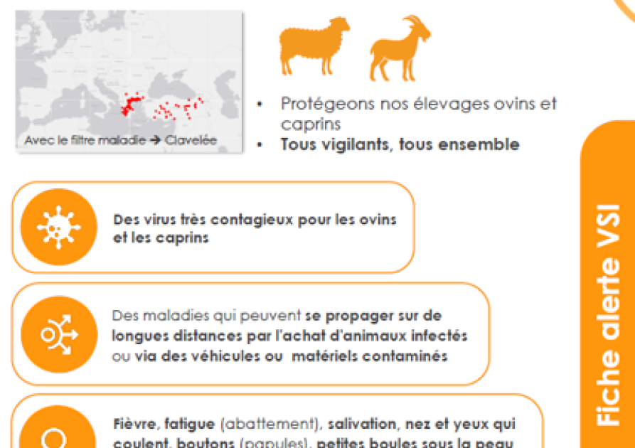 vignette_fiche_clavelee_1