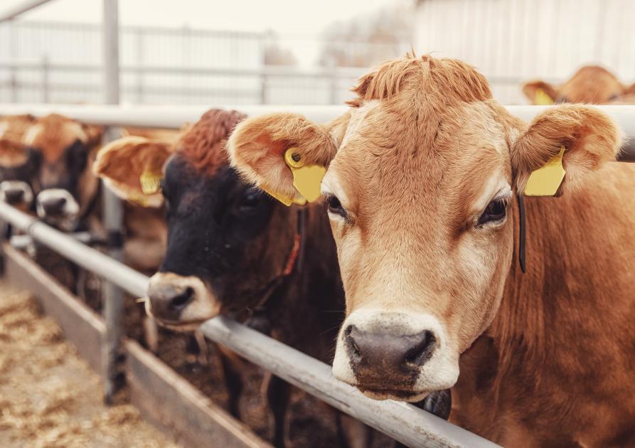 vache