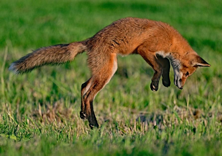 fox