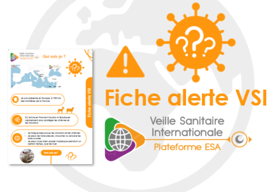 vignette_fiche_alerte_chapo_qui-suis-je