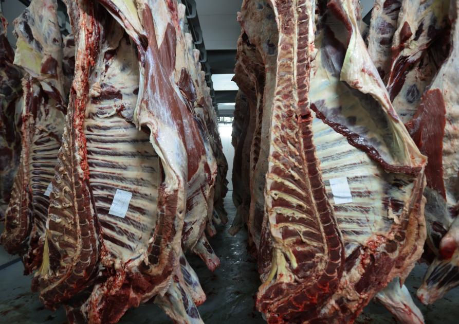 carcasses