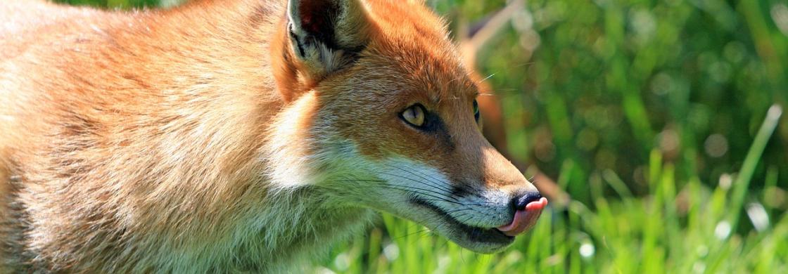 renard